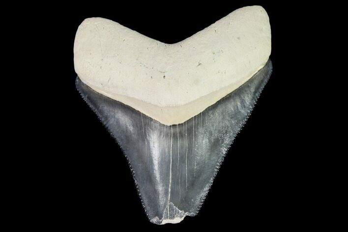 Serrated, Fossil Megalodon Tooth - Florida #108412
